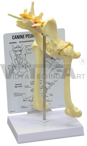 Anatomical Models Canine Pelvis (Hip) Model